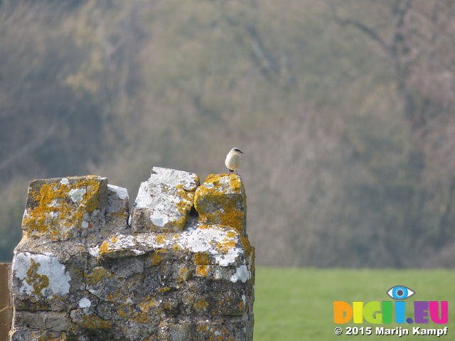 FZ012191 Wheatear (Oenanthe oenanthe) on wall